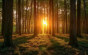 Strahlendes Morgenlicht im Wald