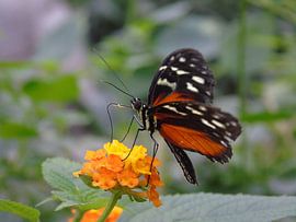 Heliconius hecale ( Tropische vlinders ) Collectie 2018 by Jan van Bruggen