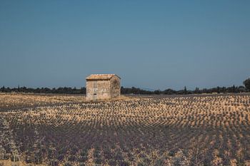 Abandoned charm in the lavender fields