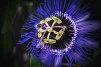 Passiflora