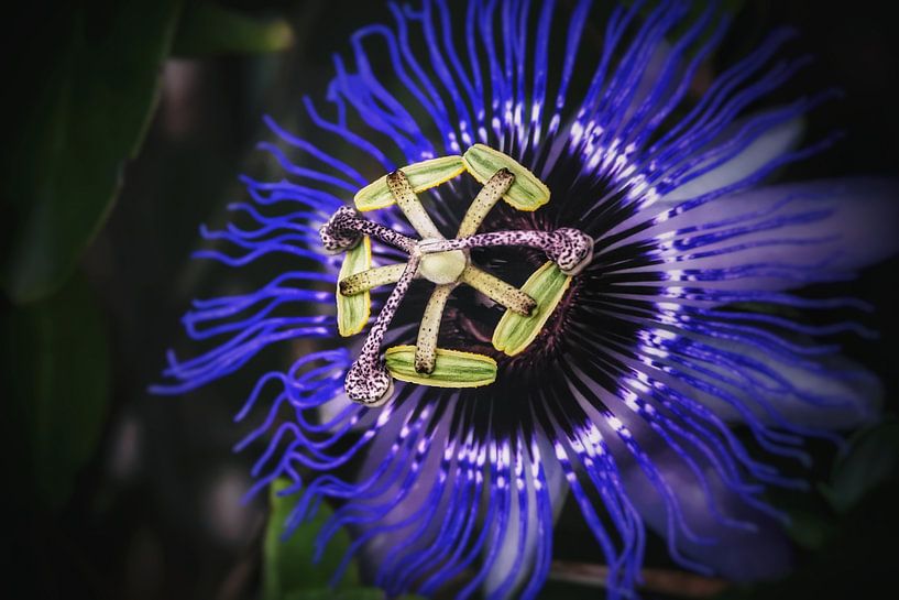 Passiflora van Maickel Dedeken