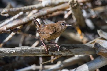 Winterkoning in z'n element