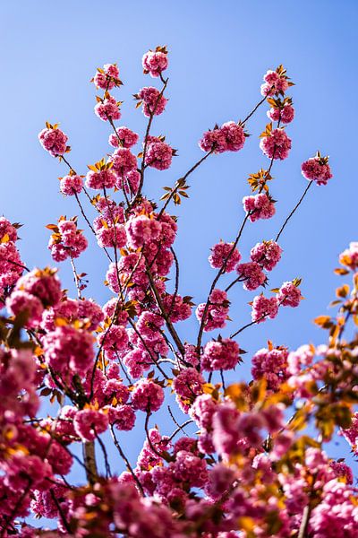 Dance of the Blossom by Tim Demel