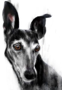 Schwarzen Galgo Espagnol Trijn