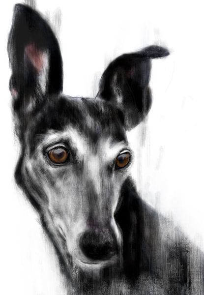 Galgo noir espagnol Trijn par Tanja Kooymans