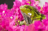 Green iguana in purple sea of flowers by Bas Ronteltap thumbnail