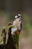 Woodpecker