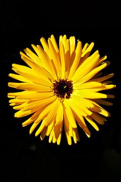 Gele bloem
