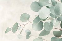 Eucalyptus takken
