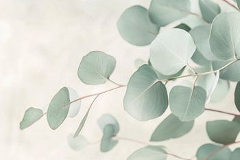 Branches d'eucalyptus