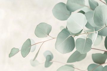 Eucalyptus takken van Poster Art Shop