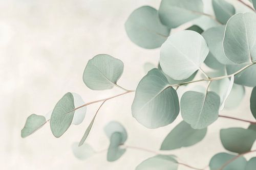 Eucalyptus branches