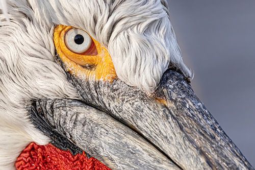 Detail Tüpfelpelikan