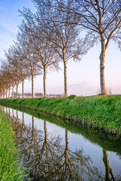 Rangée d'arbres d'Allersma par Pixturalist