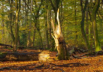 Speulder and Sprielder forest (Netherlands) by Marcel Kerdijk