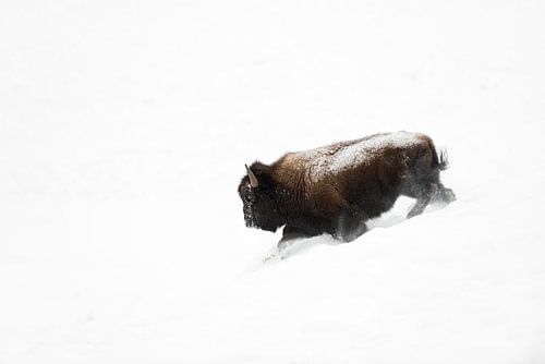 Bison américain ( Bison bison ) dévale une pente dans la neige épaisse, Yellowstone NP, Wyoming, USA
