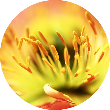 Sorry... (bloem, lente, rood, geel, klaproos) van Bob Daalder