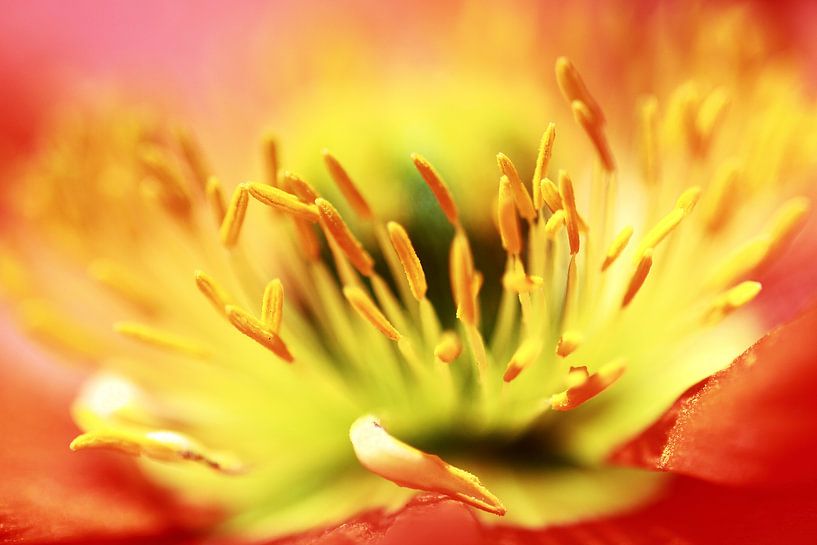 Désolé... (fleur, printemps, rouge, jaune, coquelicot) par Bob Daalder