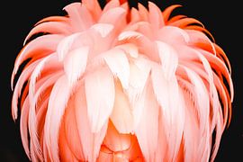 Flamingo by Steven Hendrix