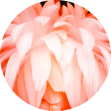 Flamingo van Steven Hendrix