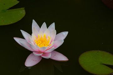 white pink water lily