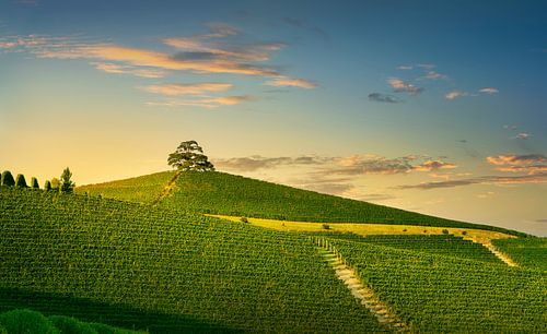Vignes et cèdre du Liban. Langhe, Italie