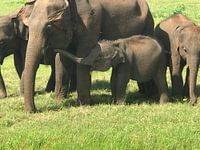 Elephant baby drinks at mother's