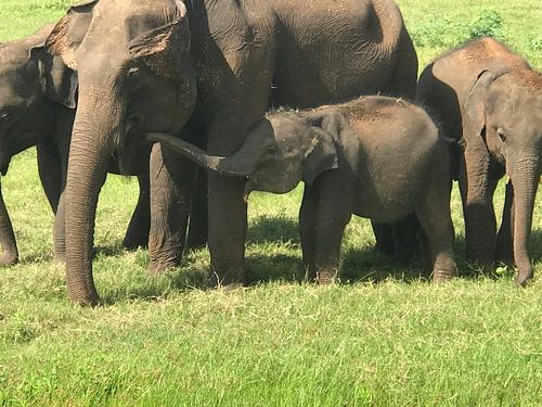 Un bébé éléphant boit chez sa mère