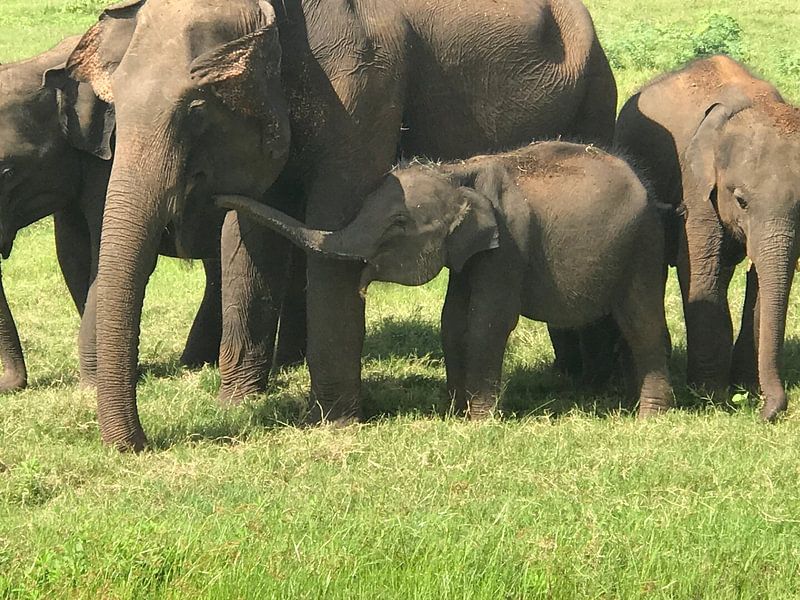 Elephant baby drinks at mother's by stephanie van gent