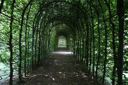 Green tunnel