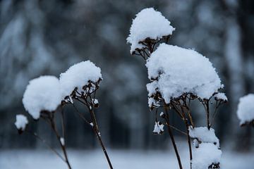 Bevroren planten met een dikke laag verse sneeuw van David Esser