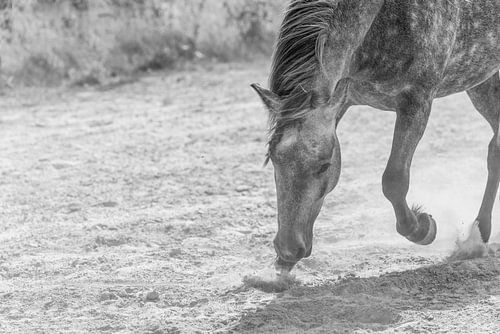 Paard Dans van Stof Pony in Beweging