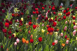 Dutch Tulip Garden - Colourful field of flowers from the Rijksmuseum by Kleurenrijk