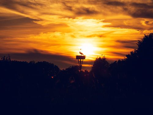 Stork at sunset