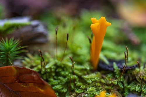 Kleverig Koraalzwammetje in de herfst