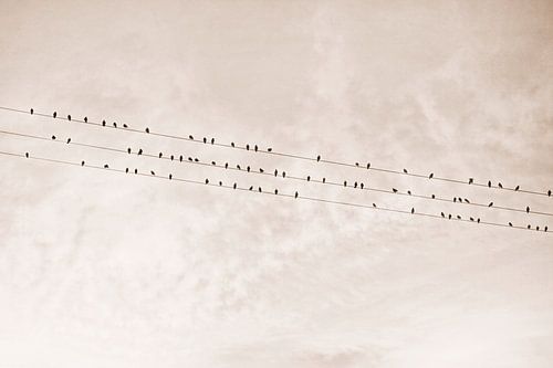 Vogels op een draad Beige