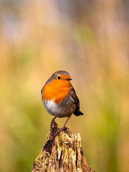 Roodborst zittend op een boomstronk