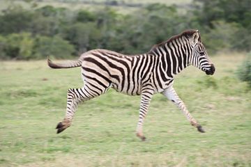 Springende zebra baby in Afrika van Britt Engbers