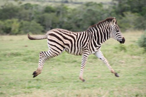 Springendes Zebrababy in Afrika