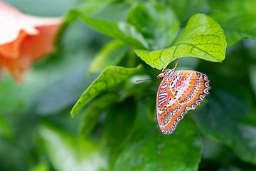 Tropische vlinder van Brigitte Mulders