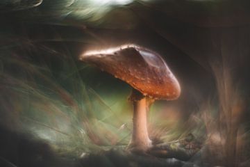 Le chapeau du champignon sur elma maaskant