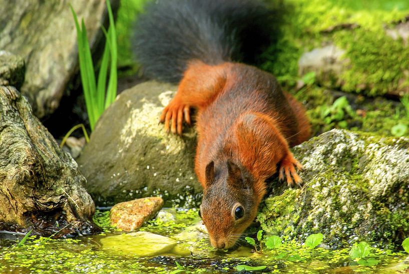 Thirsty Squirrel. by Harry Punter