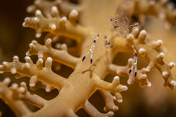 Die Mini-Garnele, Insel Mabul, Malaysia