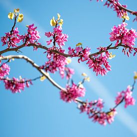 Blüten des Judasbaum vor blauem Himmel von Andreas Nägeli