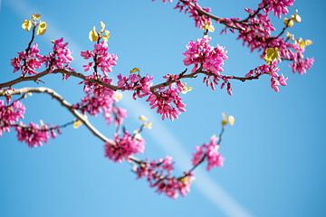 Fleurs de l'arbre de Judée sur fond de ciel bleu sur Andreas Nägeli