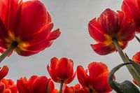 Grote Tulpen