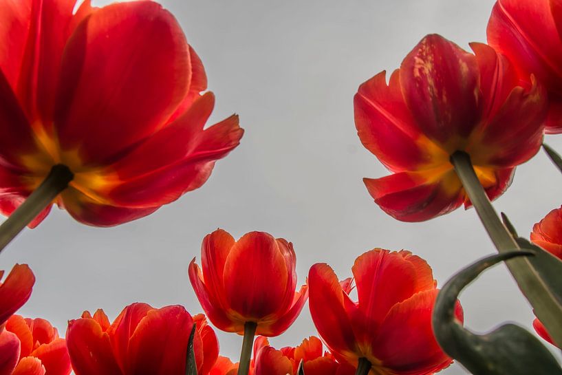 Large Tulips by Stephan Scheffer