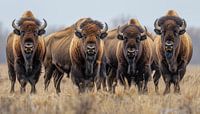 4 bison panorama