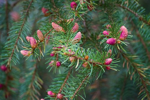 Pine Spruce by Lein Kaland