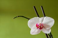 White orchid